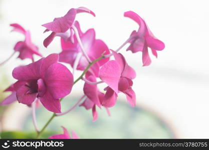 Pink orchid