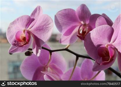 pink orchid. beautiful branch of the blossoming pink orchid