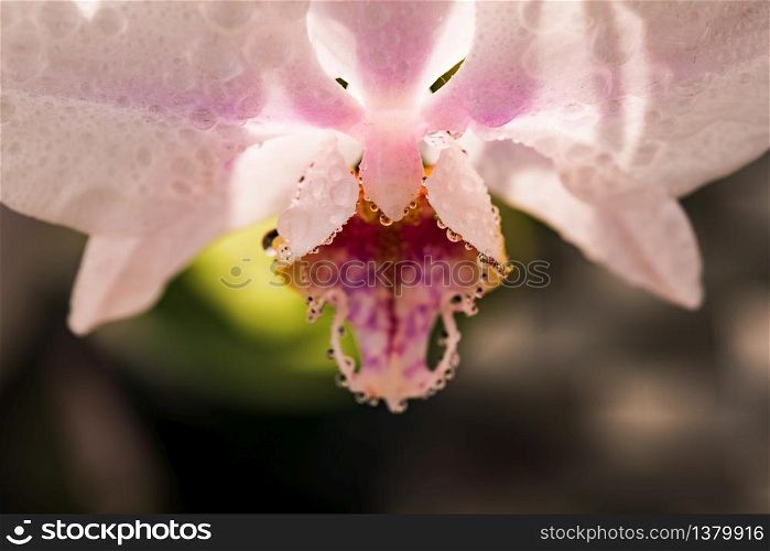 Pink orchid closeup of flower. Backlit natural light. Abstract floral background. Pink orchid closeup of flower. Backlit natural light.