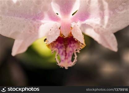 Pink orchid closeup of flower. Backlit natural light. Abstract floral background. Pink orchid closeup of flower. Backlit natural light.