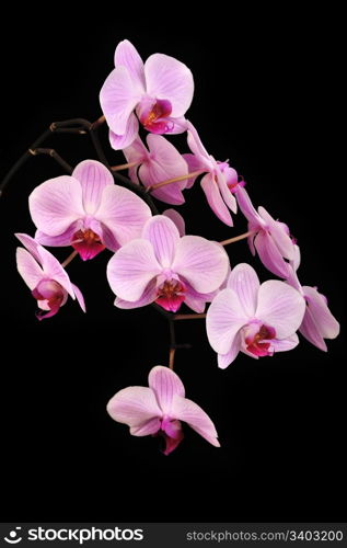 Pink orchid, closeup shot, black background