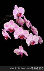 Pink orchid, closeup shot, black background