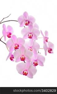 Pink orchid, closeup shot, white background