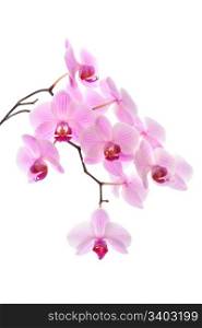 Pink orchid, closeup shot, white background