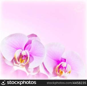 Pink Orchid flower border, delicate natural floral background, abstract macro on fresh plant, love symbol, romantic design of holiday greeting card