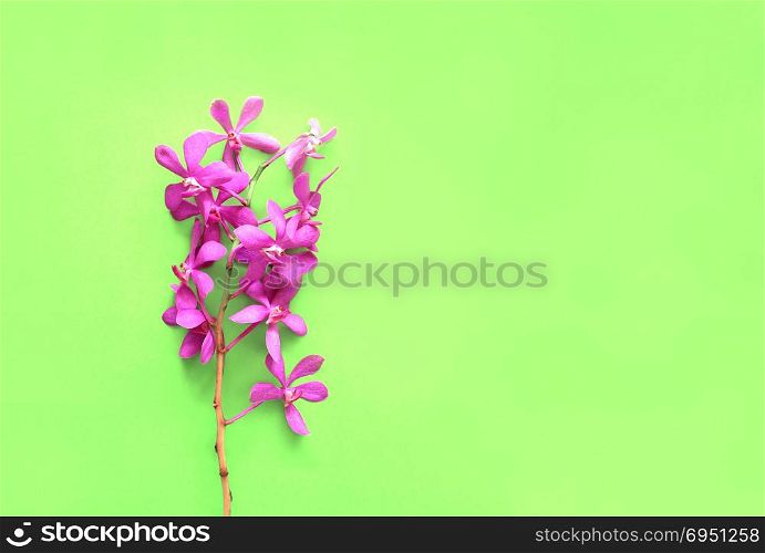 Pink orchid flower on green background with copy space. Creative design. Minimal fashion art