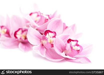 pink orchid flowers isolated