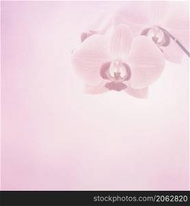 Pink orchid flowers on a background