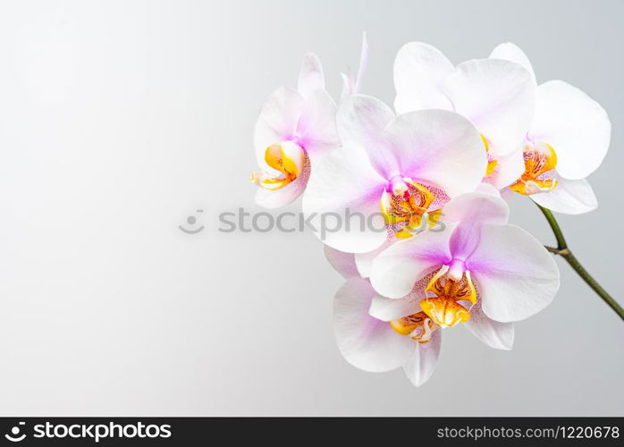 Pink orchid flowers on light background. Copy space on left. Floral concept.. Pink orchid flowers on light background. Copy space on left