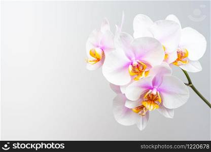 Pink orchid flowers on light background. Copy space on left. Floral concept.. Pink orchid flowers on light background. Copy space on left