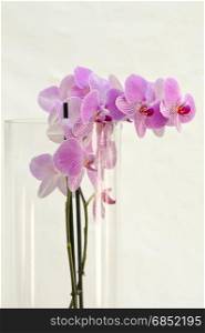 Pink orchid in a cylindrical vase . Pink orchid in a cylindrical vase on a white background