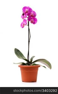 Pink orchid in a flowerpot. Pink orchid (Phalaenopsis) in a flowerpot, isolated, white background