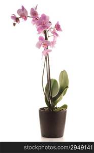 Pink orchid in a white flowerpot on dark background.