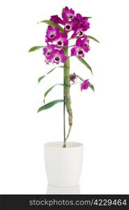 Pink orchid in a white flowerpot on white background.