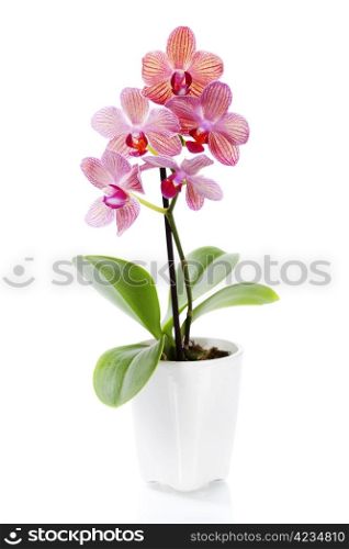 Pink orchid in a white flowerpot on white background