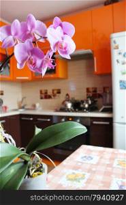 pink orchid in luxurious kitchen. beautiful branch of the blossoming pink orchid in luxurious kitchen
