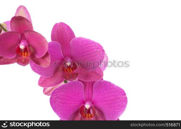 Pink orchid isolated on a white background