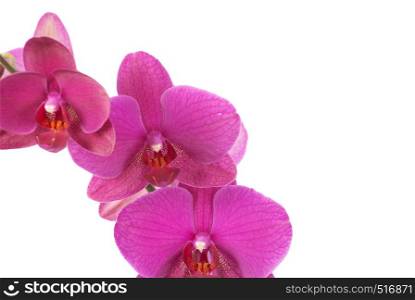 Pink orchid isolated on a white background