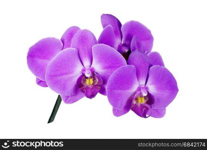 Pink Orchid isolated on a white background