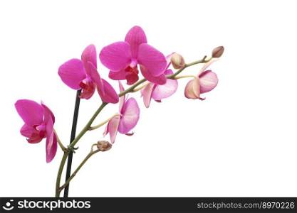 Pink orchid isolated on a white background