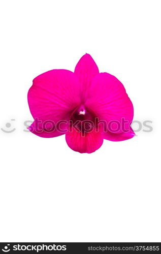 Pink Orchid isolated on white.