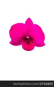 Pink Orchid isolated on white.