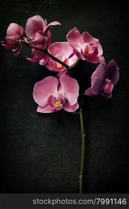 Pink orchid on a dark vintage background