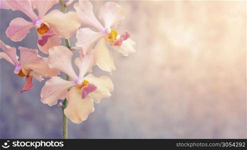 Pink orchid on a gray background, vintage color.