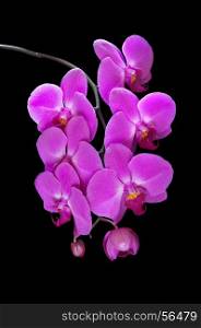 Pink orchid phalaenopsis flower, isolated on a black background