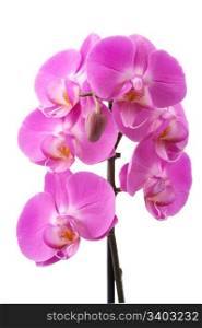 Pink orchid. Pink orchid (Phalaenopsis) flowers, isolated, white background