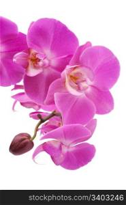 Pink orchid. Pink orchid (Phalaenopsis) flowers, isolated, white background