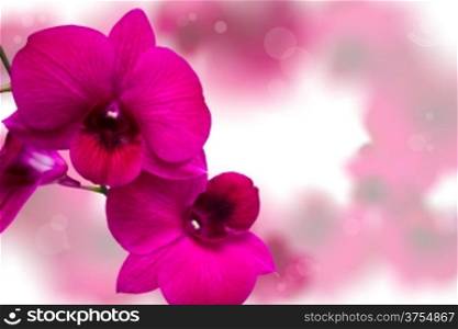 Pink Orchids.