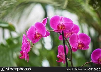 pink orchids at botanical garden. orchids