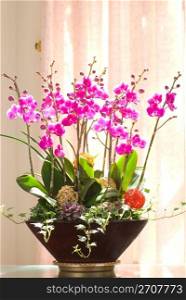 Pink orchids group in a flowerpot near the windowsill