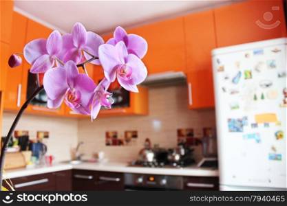 pink orchids in luxurious kitchen. beautiful branch of the blossoming pink orchid in luxurious kitchen