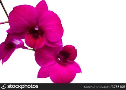Pink Orchids isolated on white