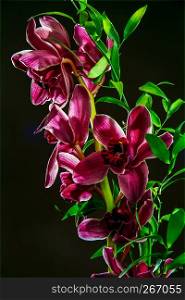 Pink orchids. Orchid on black background. Nature flower. Garden flowers. Pink orchid flowers on dark background.