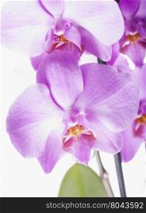 Pink orchids over white, vertical image