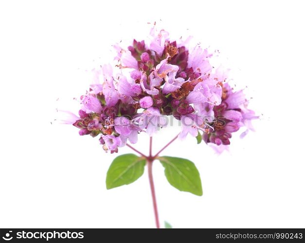 pink oregano flower on a white background