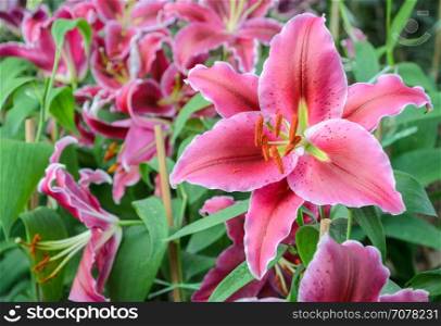 Pink Oriental lily flower in the garden
