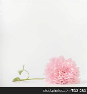 Pink pale flower on white background, front view. Layout or greeting card for Mothers day, wedding or happy event