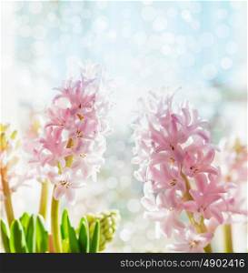 Pink pale hyacinths on blue bokeh background, selective focus