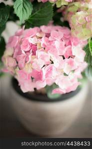 Pink pale Hydrangea flowers in pot, close up, soft focus