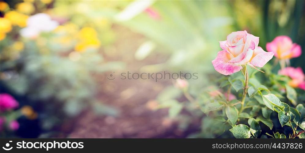 Pink pale rose in garden or park on bed of flowers, banner for website with gardening concept