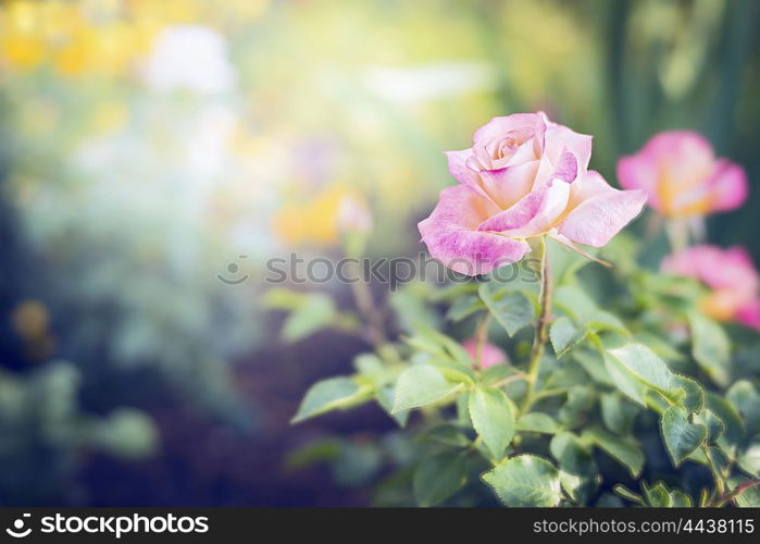 Pink pale rose in garden or park on bed of flowers, outdoor