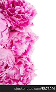 pink peonies border. fresh pink peony flowers border isolated on white background