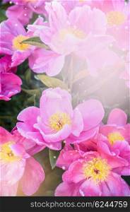 Pink peonies flowers ,floral nature background, outdoor