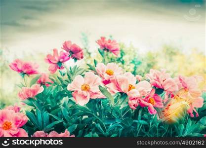 Pink peonies flowers in garden or park, outdoor nature background