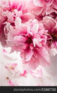 Pink peonies in vase isolated on white