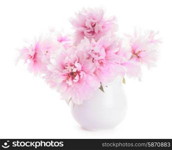 Pink peonies in vase isolated on white. Pink peonies in vase